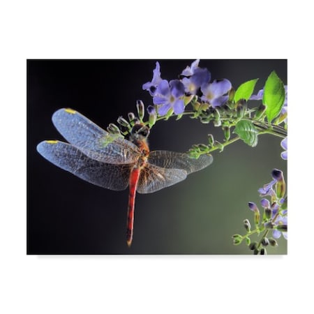 Jimmy Hoffman 'Dragonfly Red' Canvas Art,14x19